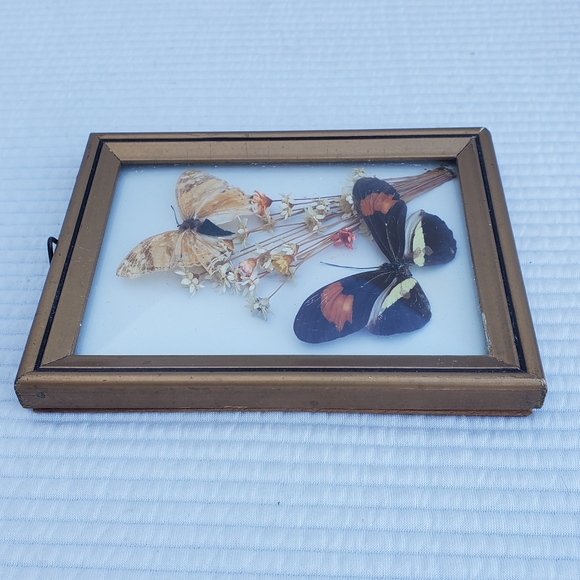 Butterfly Moth Taxidermy Framed Art 5"x4" Gallery Wall Vintage Wood Glass - Picture 7 of 7